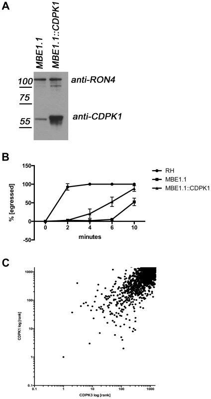 Overexpression of TgCDPK1 partially rescues the egress defect.