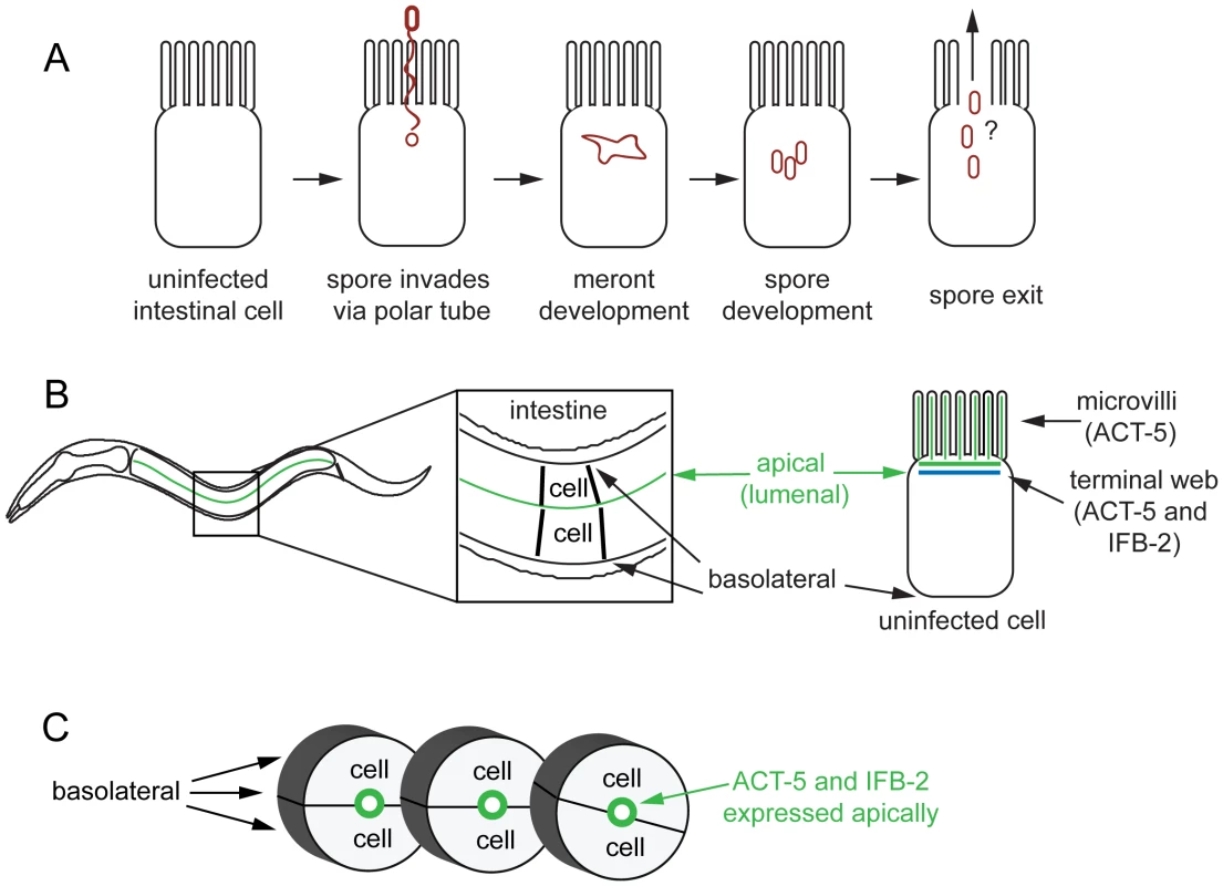 Microsporidian lifecycle and anatomy of <i>C. elegans</i> intestinal cells.