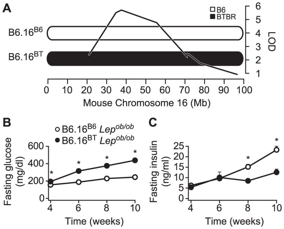 Chromosome 16 of BTBR mice contains diabetogenic alleles.