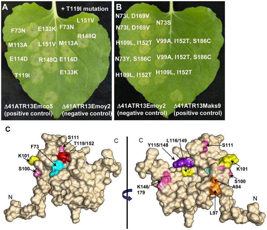 Site-directed loss-of-recognition (LOR) and random gain-of-recognition (GOR) mutagenesis of ATR13 scored for HR in RPP13 transgenic N. benthamiana plants.