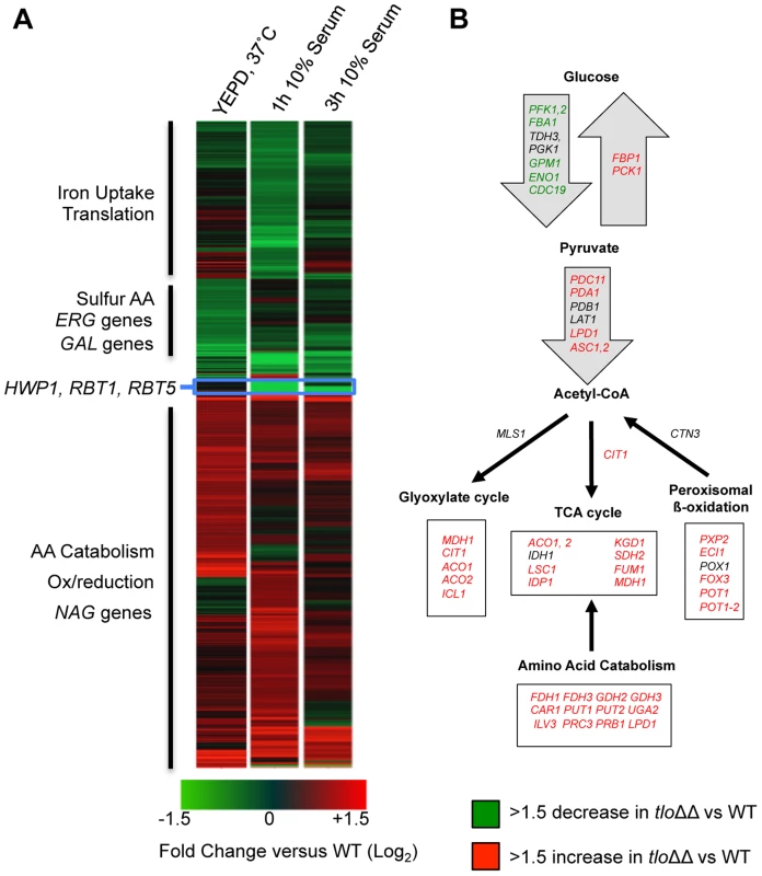 Microarray gene expression profiling of the <i>tlo1</i>Δ/<i>tlo2</i>Δ (<i>tlo</i>ΔΔ) mutant in YEPD and 10% serum.