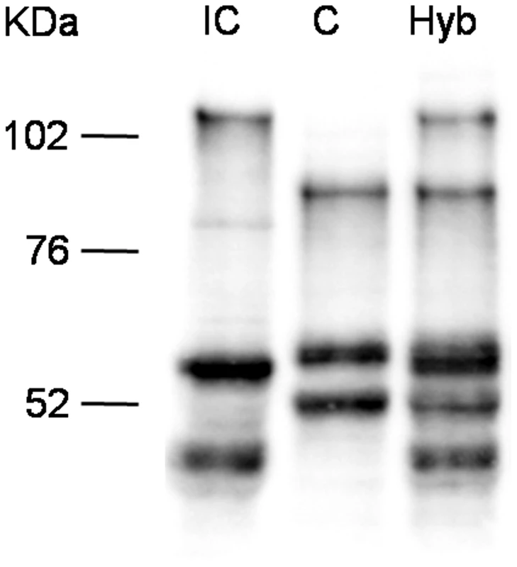 Western blots analysis on <i>Sm</i>PoMuc proteins from C/IC hybrids and C and IC control strains.