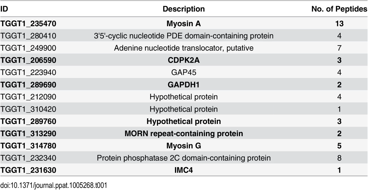 Proteins uniquely biotinylated in BirA* fusion protein expressing parasites.