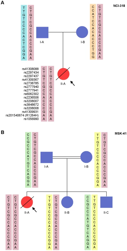 NCI-318 and MSK-41 pedigrees with <i>RTEL1</i> mutation and shared risk haplotype.
