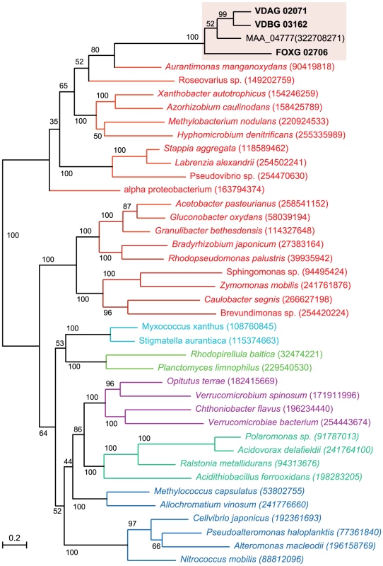 A maximum-likelihood tree including four glucosyltransferase proteins from the plant pathogens <i>V. dahliae</i> (VDAG_02071.1), <i>V. albo-atrum</i> (VDBG_03162.1), <i>Fusarium oxysporum</i> f. sp. <i>lycopersici</i> (FOXG_02706.2), and the insect pathogen <i>Metarhizium anisopliae</i> ARSEF 23 (Genbank accession EFY99848), and their relationship to bacterial homologs.