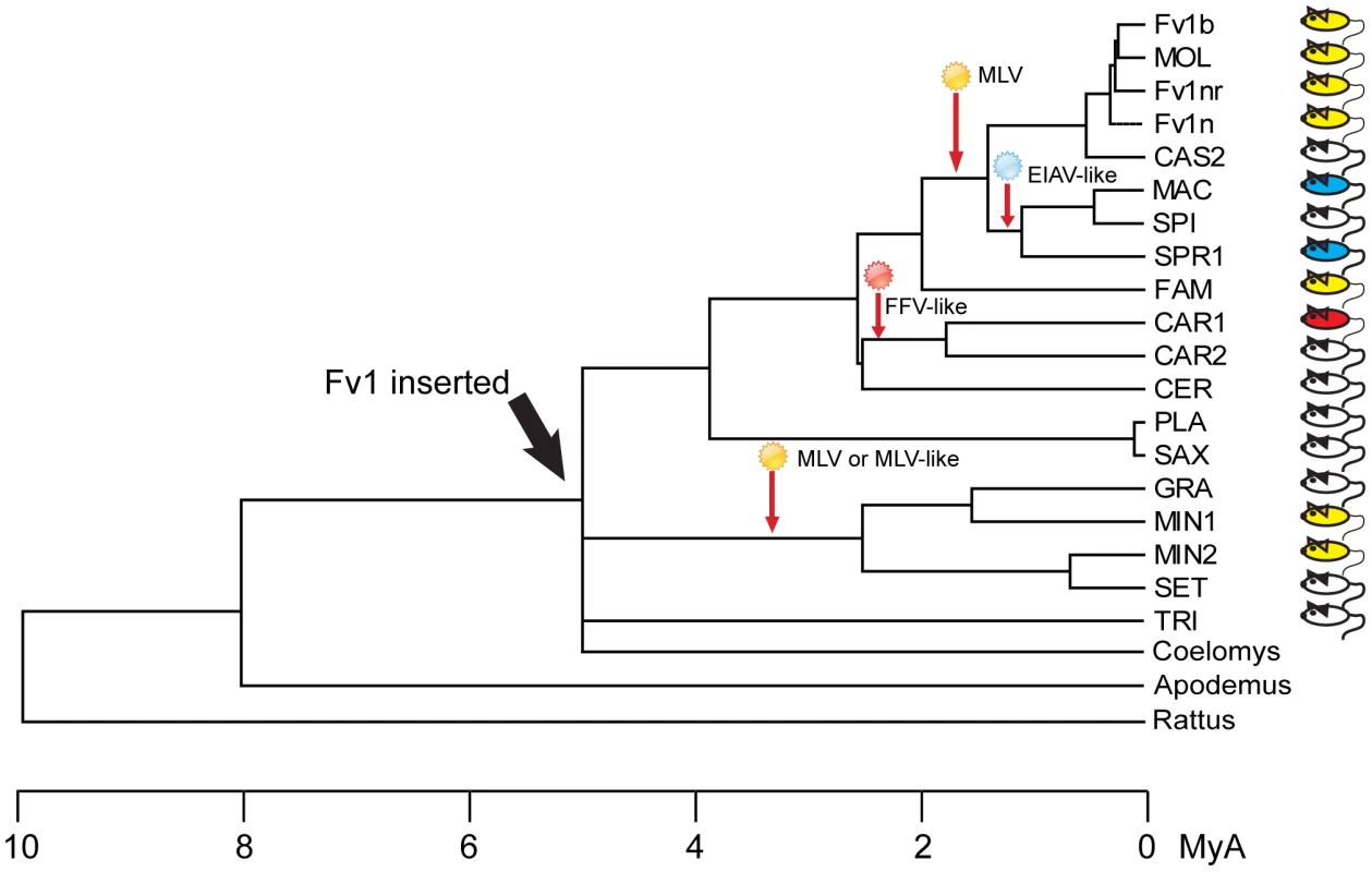 Events in the evolution of the <i>Fv1</i> gene.
