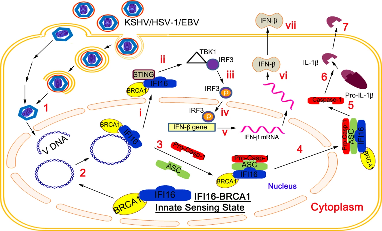 Schematic model depicting the proposed role of BRCA1 in the IFI16-mediated viral DNA genome sensing and innate immune response activation during KSHV, HSV-1 and EBV infection of target cells.