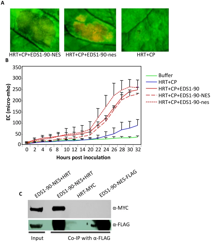 EDS1-NES interacts with HRT and promotes HRT-mediated cell death.