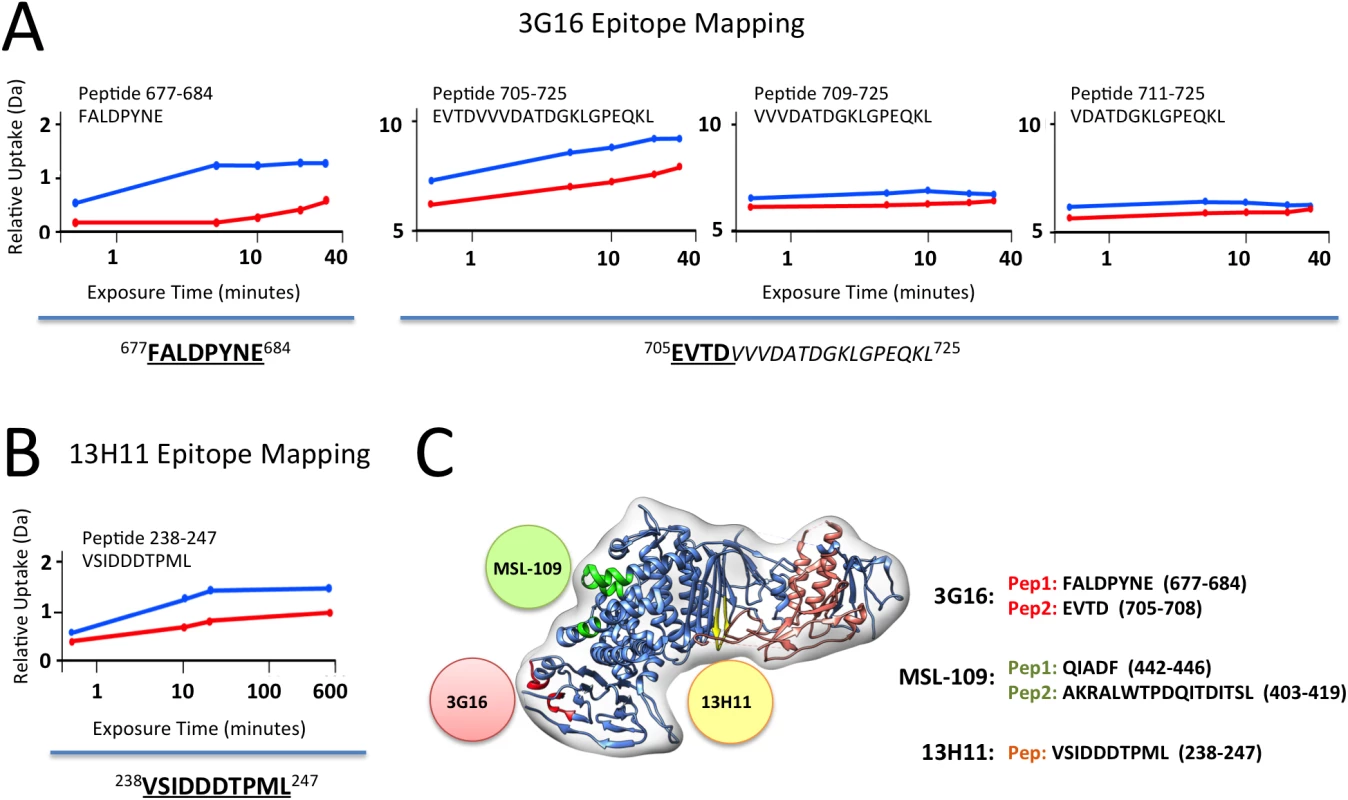 gH/gL epitope mapping by HDX-MS.
