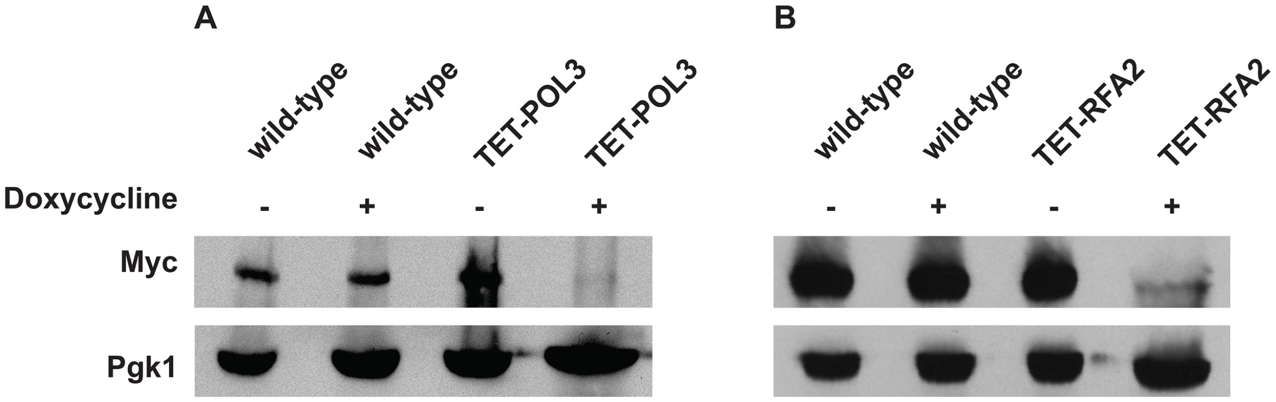 Analysis of protein levels of Pol3 and Rfa2 in the wild-type and tetracycline downregulatable strains.