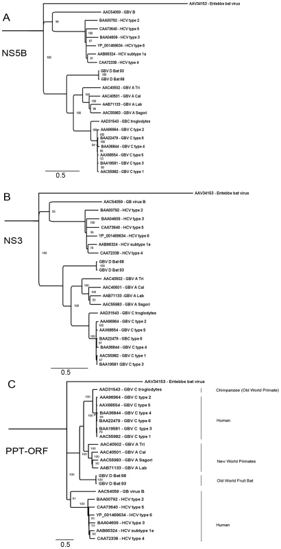 Phylogenetic relationship of GBV-D to other GBV and hepaciviruses.