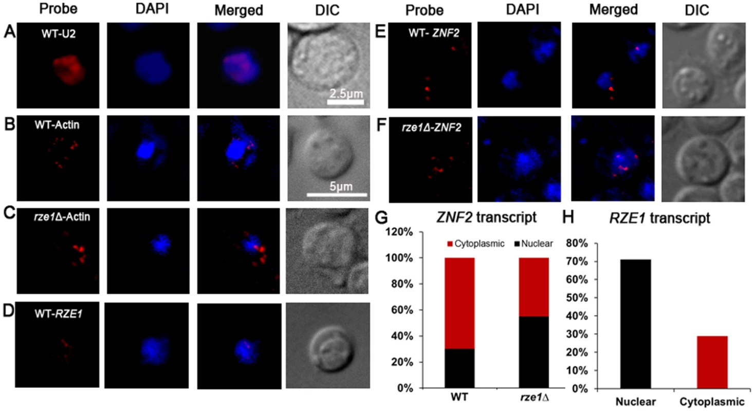 <i>RZE1</i> regulates the subcellular distribution of <i>ZNF2</i> transcripts.