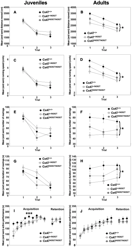 Open-field behavior and rotarod performance of juvenile (23 days) and adult (3 months) <i>Cx47<sup>M282T/M282T</sup></i>, <i>Cx47<sup>+/M282T</sup></i>, and <i>Cx47<sup>+/+</sup></i> mice.