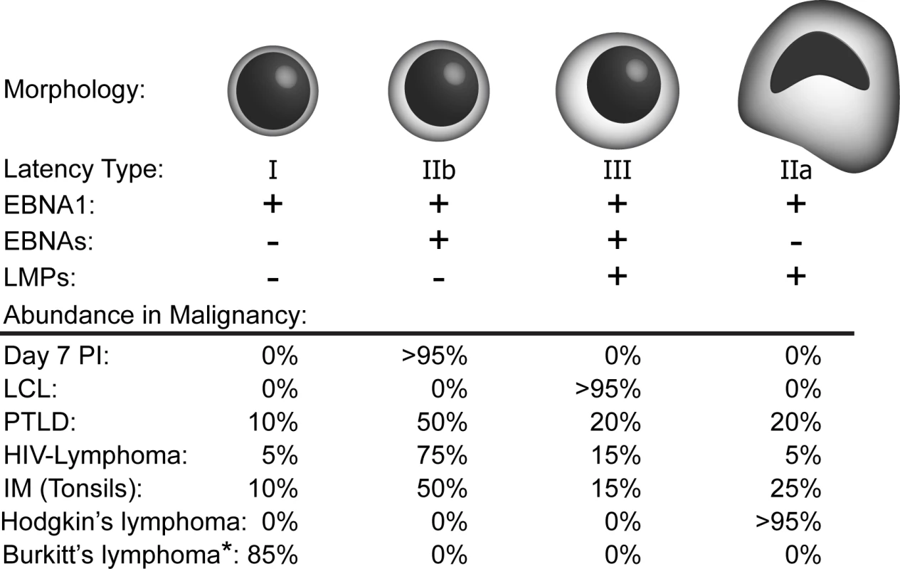 EBV latency types found in EBV-driven malignancies.