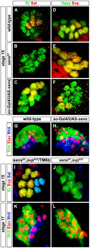 Role of Sens in regulation of precursor differentiation and <i>rhodopsin</i> expression.