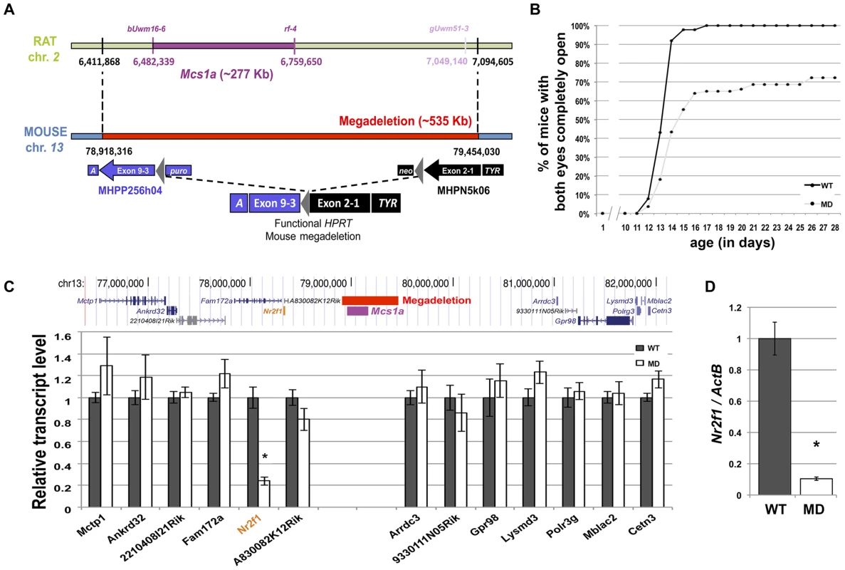 A megadeletion (MD) mouse model for the rat <i>Mcs1a</i> locus reveals <i>Nr2f1</i> as the <i>Mcs1a</i> target gene.
