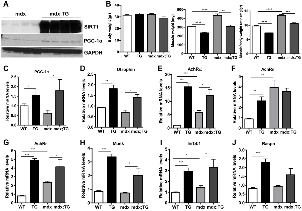SIRT1 overexpression in skeletal muscle of WT and mdx mice induces the expression of neuromuscular junction genes and utrophin.