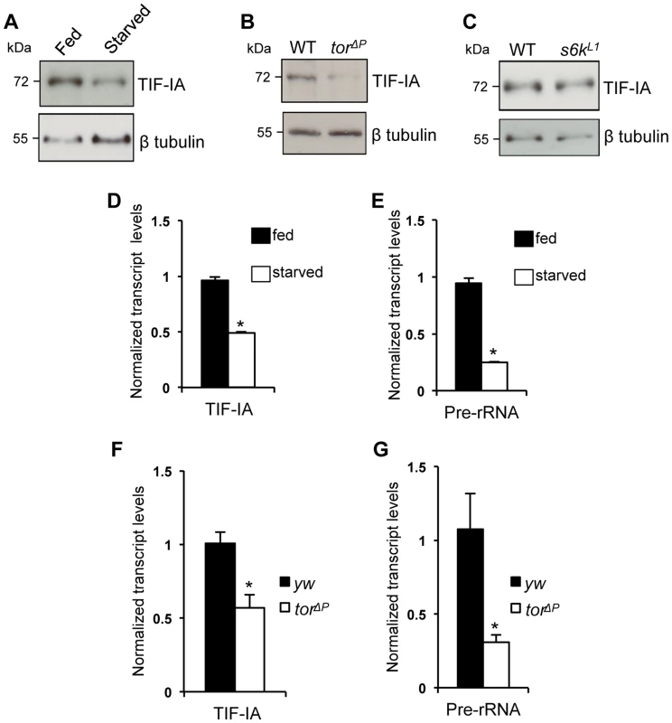 Nutrition-TOR signaling maintains TIF-IA mRNA and protein levels in larvae.