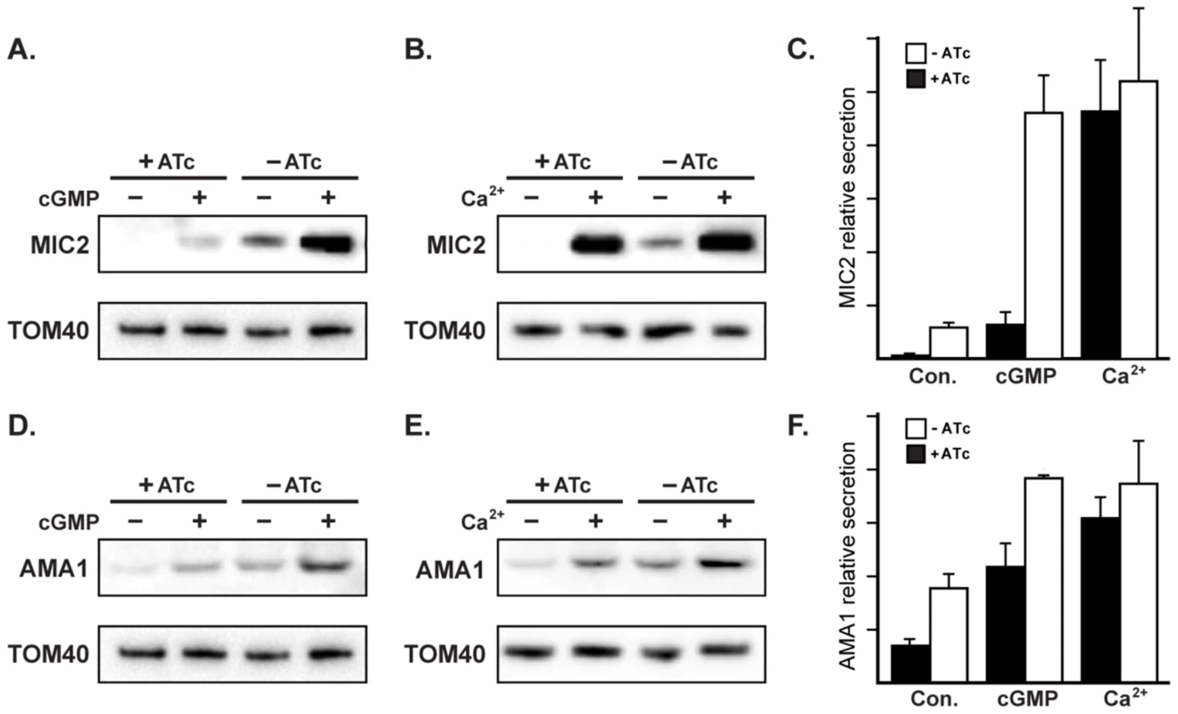 RNG2 has a role in regulated microneme secretion.