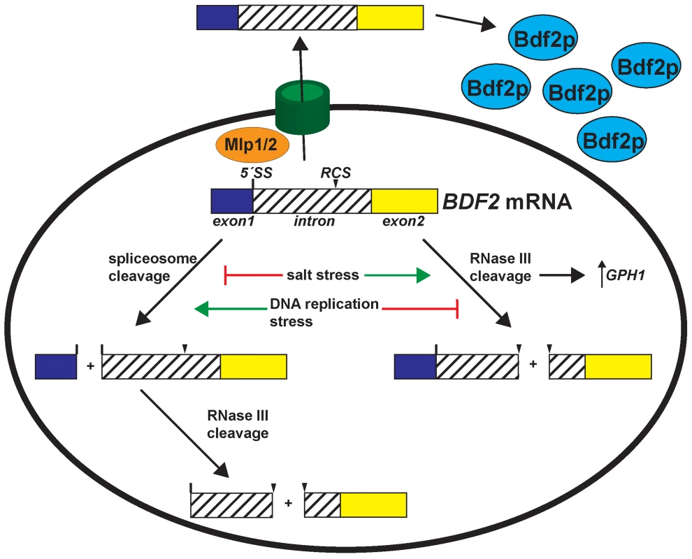 Environmental stress conditions control the expression of Bromodomain Factor 2 mRNA through modulating RNase III and spliceosome-mediated decay.