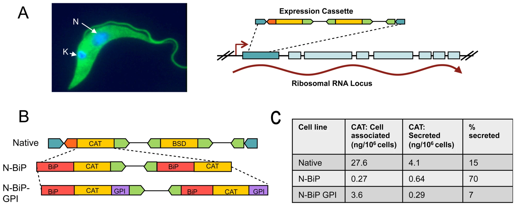 Heterologous proteins can be expressed and specifically localized in <i>T. theileri</i>.