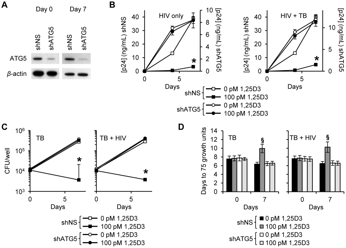 1,25D3 inhibition of HIV and <i>M. tuberculosis</i> is ATG5 dependent.