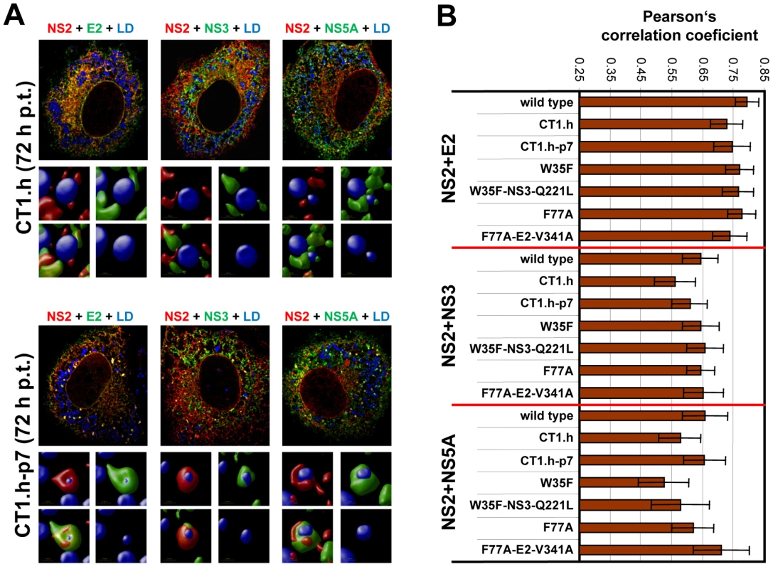 Impact of NS2 mutations and the corresponding pseudoreversions on colocalization with structural and nonstructural proteins and accumulation around LDs.