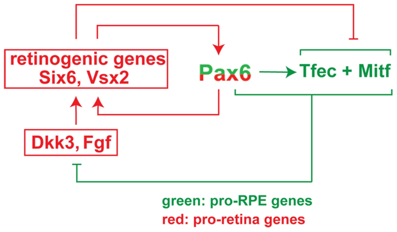 Model of the regulatory circuit involving &lt;i&gt;Pax6&lt;/i&gt;, &lt;i&gt;Mitf&lt;/i&gt;, and &lt;i&gt;Tcfec&lt;/i&gt; during mouse RPE development.