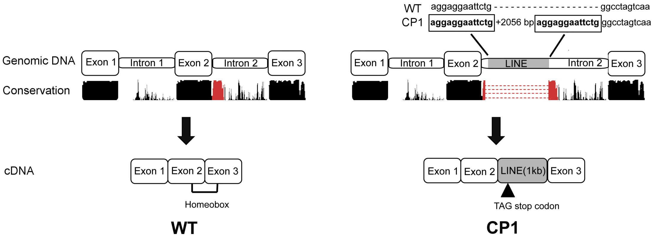 Schematic illustration of genomic and cDNA DLX6 gene structure in unaffected (WT) and CP1 NSDTRs (CP1).