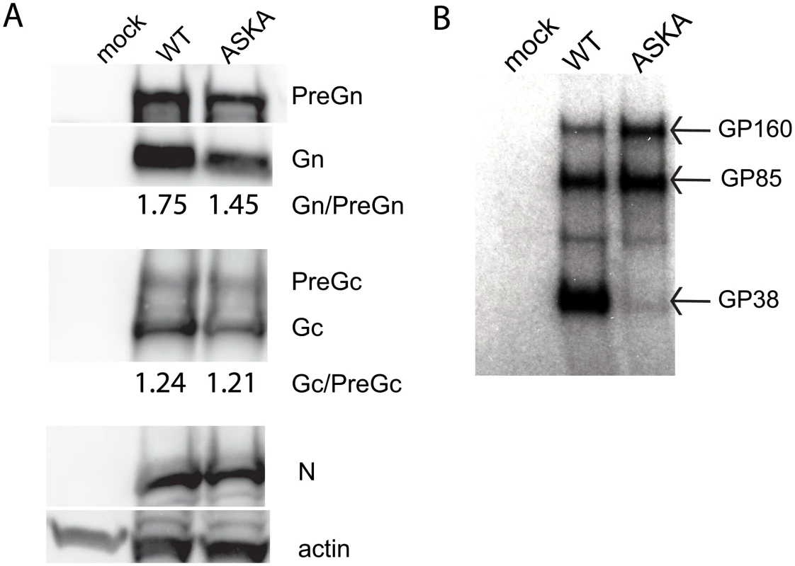 Effects of blocking furin cleavage on CCHFV glycoprotein maturation.