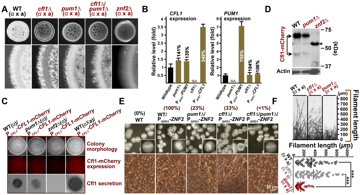 Cfl1 and Pum1 represent two major circuits downstream of Znf2 in directing aerial hyphae formation.