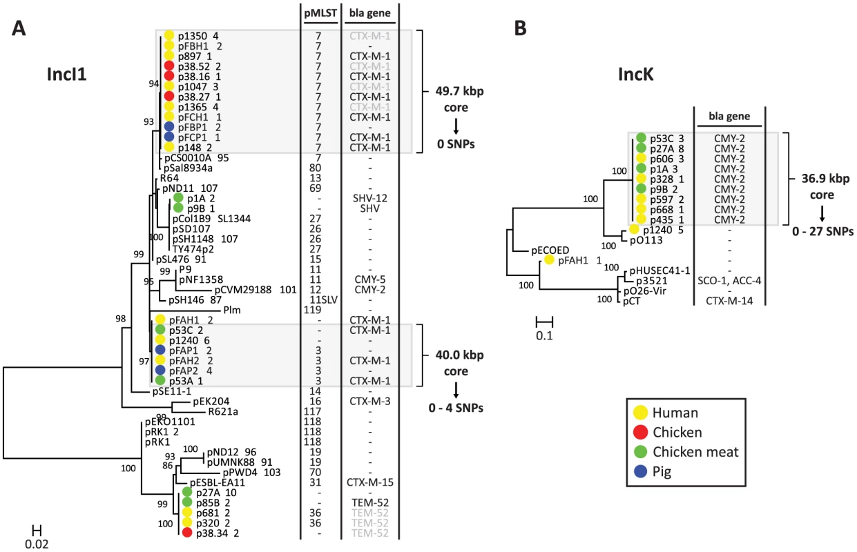 Phylogeny of reconstructed IncI1 and IncK plasmids and their closest relatives.