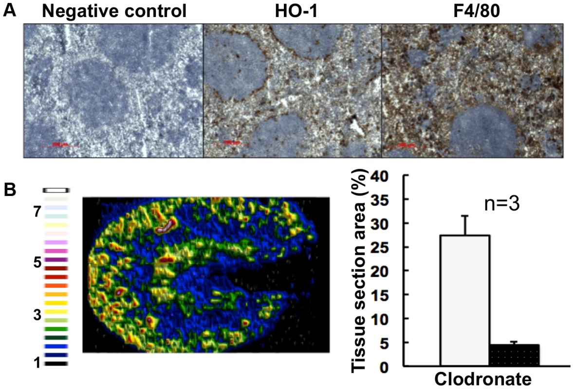 Selective chemical ablation of splenic red pulp macrophages recapitulates the renal iron accumulation phenotype in the absence of <i>Candida</i> infection.