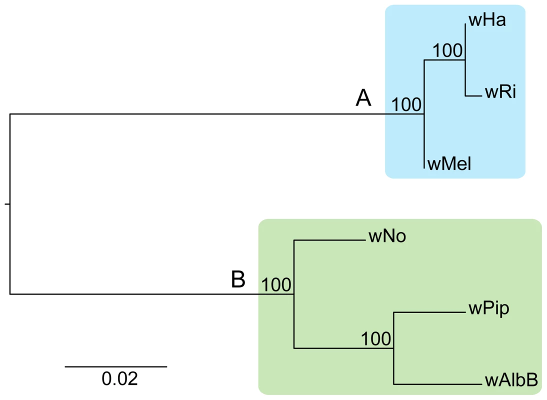Phylogenetic relationships of six <i>Wolbachia</i> strains.