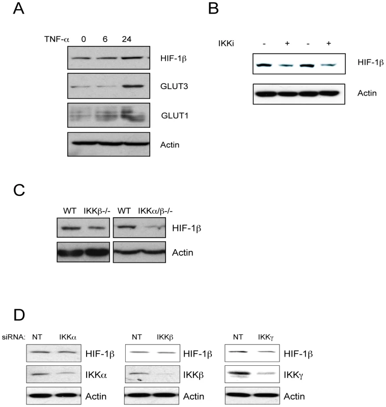 NF-κB–mediated control of the HIF system is conserved in mice.
