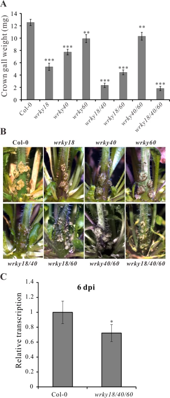 <i>Arabidopsis wrky</i> mutants develop smaller crown galls.
