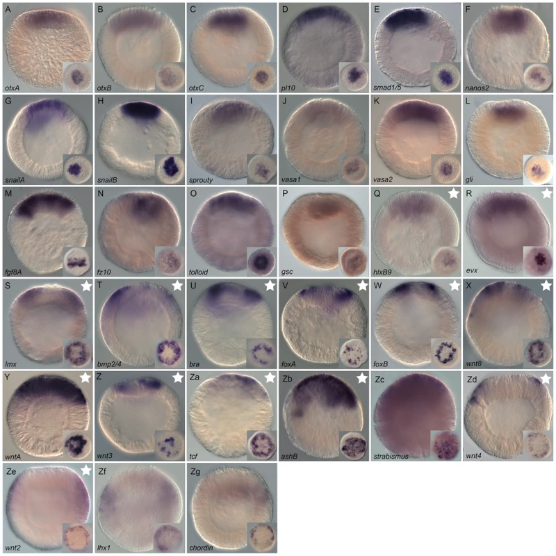 Gene expression re-analysis of previously published genes involved in endomesoderm development.