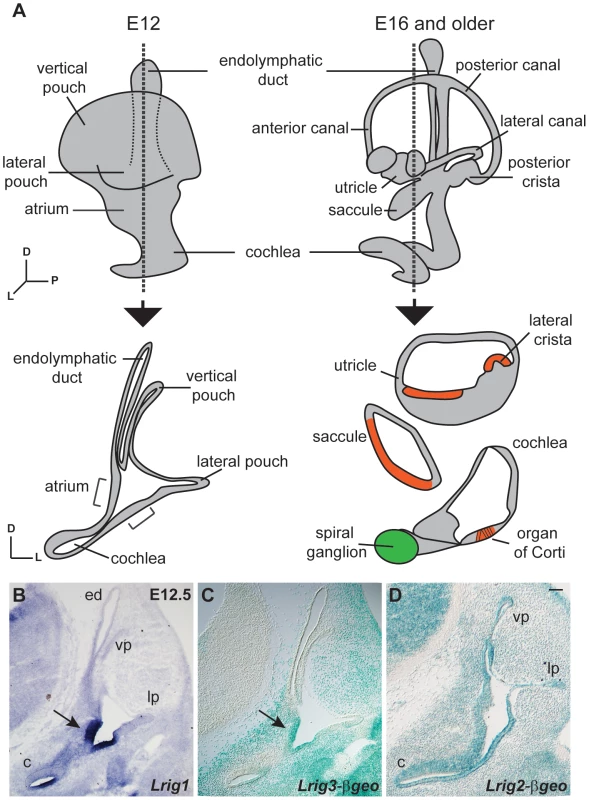 Lrigs are co-expressed in the embryonic inner ear.