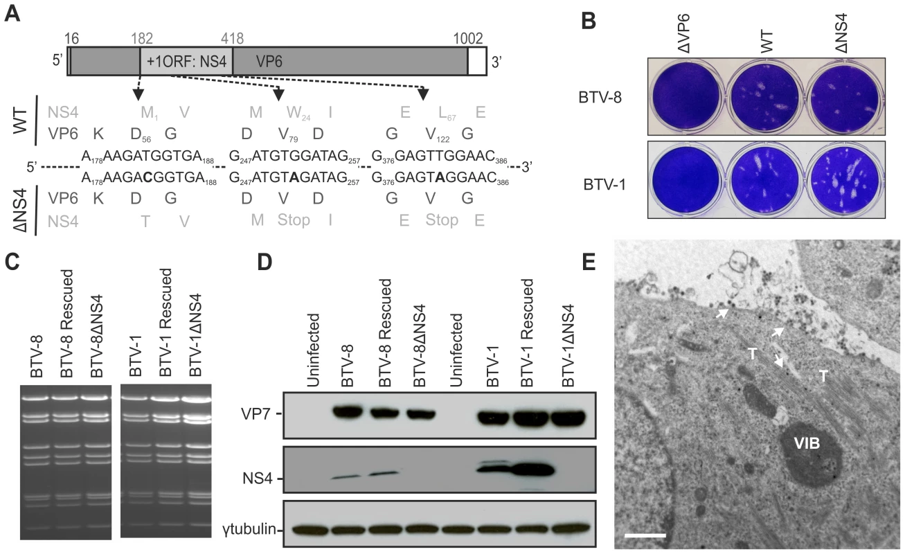 Generation of ΔNS4 Bluetongue viruses by reverse genetics.