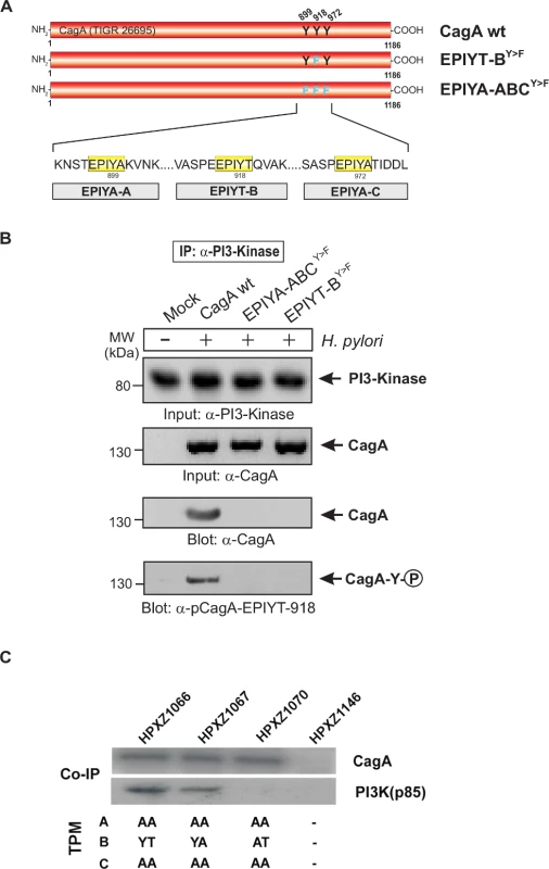 PI3-kinase can interact with B-TPM of CagA during co-culture.