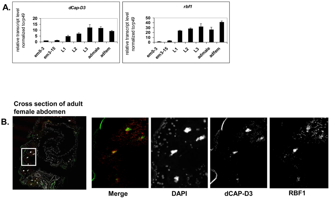 RBF1 and dCAP-D3 are highly expressed at later stages of development and co-localize in adult tissues.