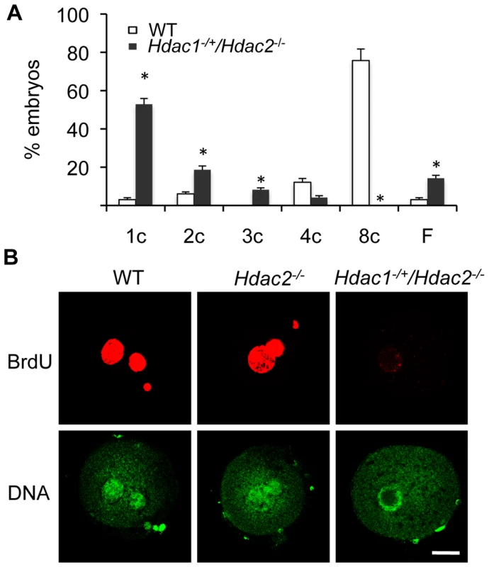 Deletion of maternal HDAC2 results in failure to replicate DNA 1-cell embryos.