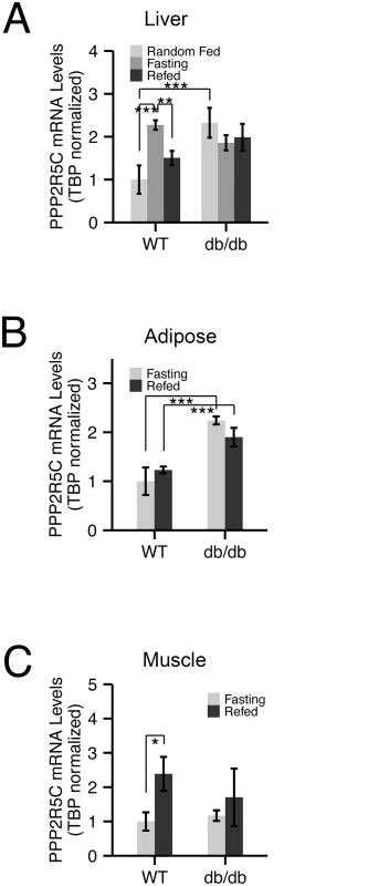 Expression of PPP2R5C is nutritionally regulated in metabolically relevant tissues.
