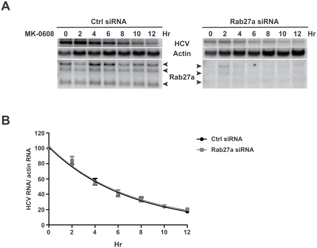 HCV RNA stability in Rab27a-depleted cells.