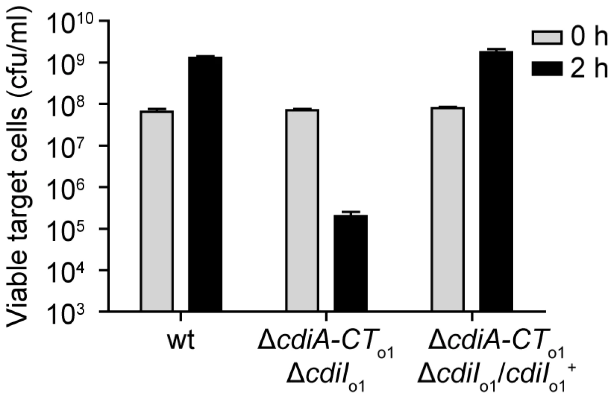 The EC93 orphan region produces functional CdiI<sub>o1</sub> immunity protein.