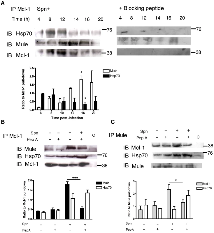 Cathepsin D activation favors the interaction between Mcl-1 and Mule.