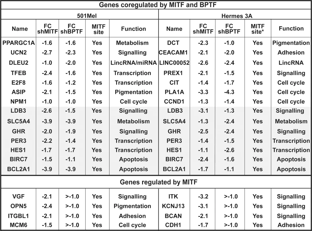 Co-regulated genes in 501Mel and Hermes 3A cells.