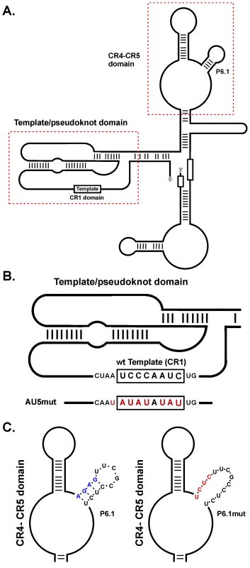 diagram of MDV vTR secondary structure, location of the CR1 and CR4-5 domains, and incorporated mutations.