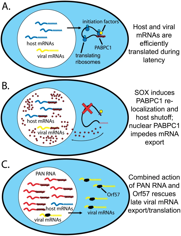 Model for PAN RNA sequestering nuclear re-localized PABPC1.