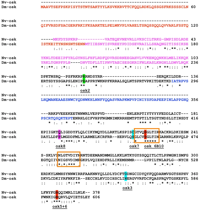 Sequence features of Nv-Osk protein.